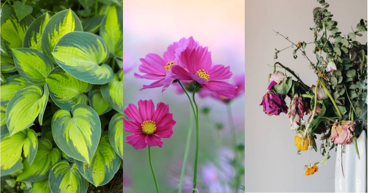 Pot Plot Review Ratings – An abitrary scale – PotsandPlots