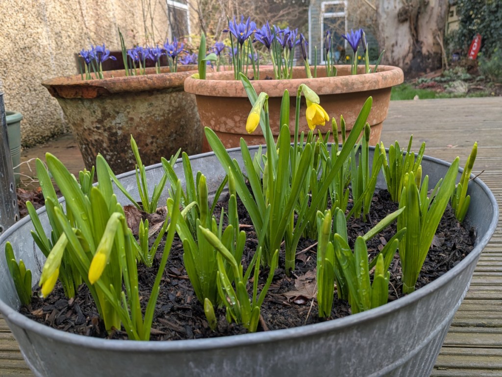Narcissus 'Tête-à-tête' in a pot