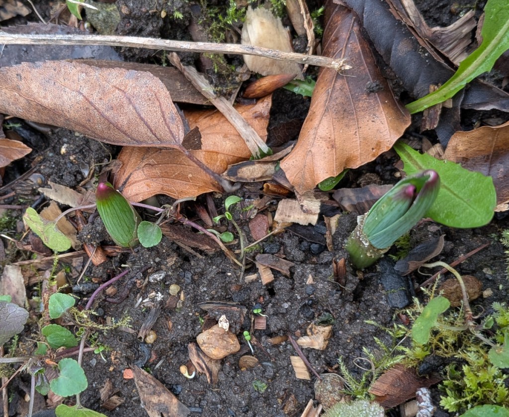 Some alium shoots in the garden? Maybe!