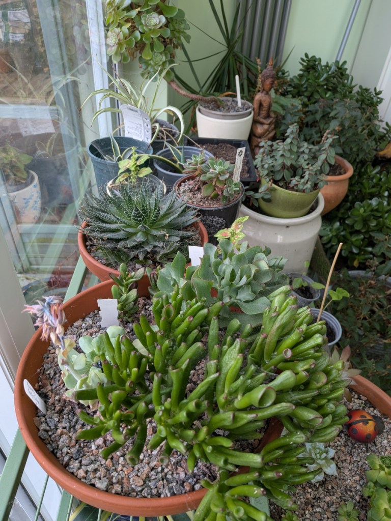 A selection of indoor succulents. 