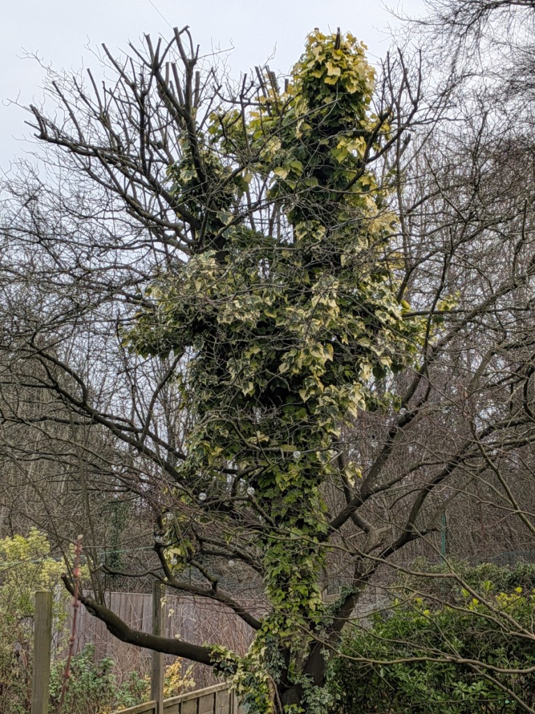 A bare amalchier tree with ivy growing up the trunk.