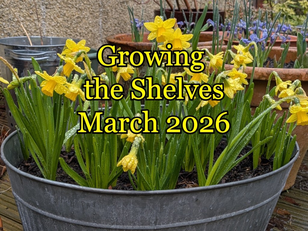 Growing the Shelves March 2026 over rain covered tete a tete narcissi