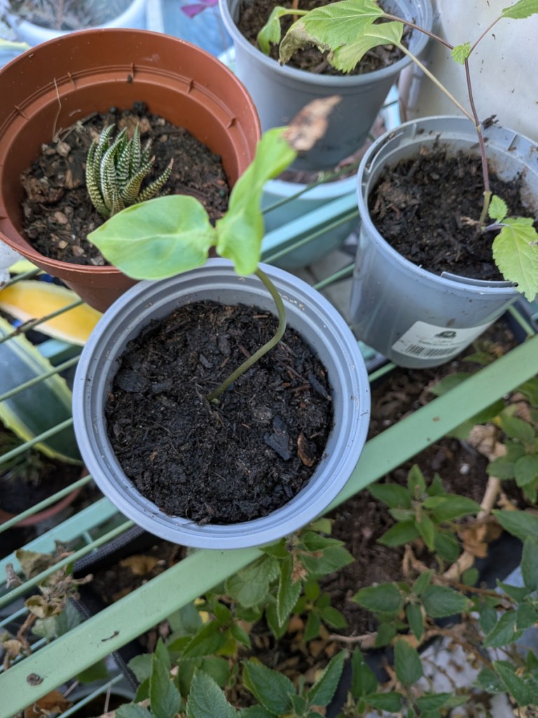 A picture of a leggy Cobaea Scandens seedling.