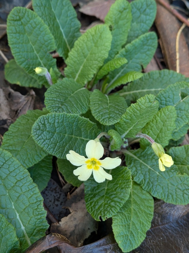A picture of a primrose