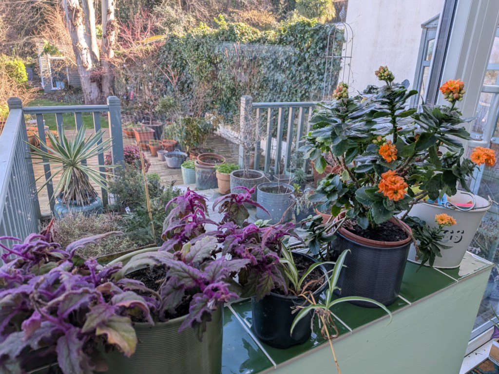 Plants on a conservatory shelf