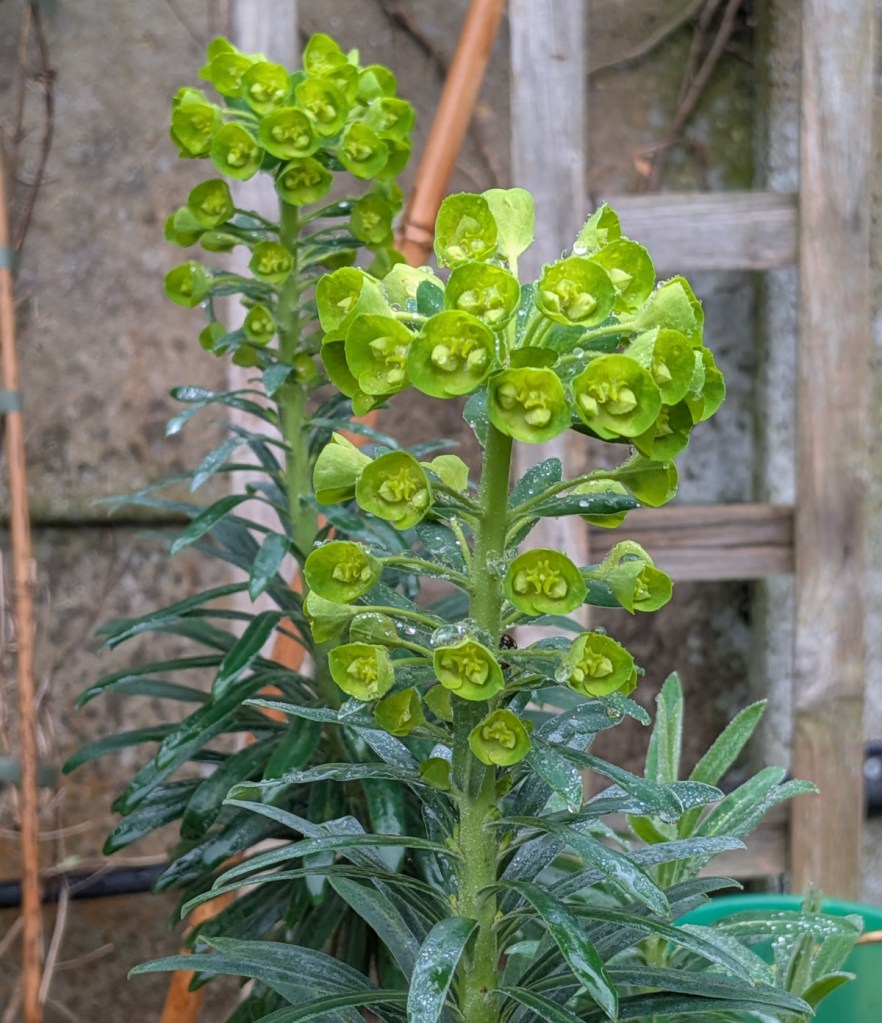 Green Euphorbia Plant