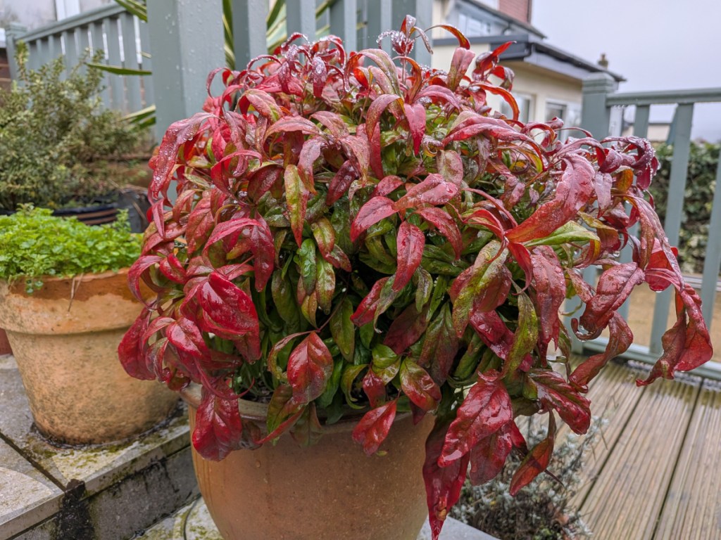Heavenly Bamboo, in a pot, in the rain