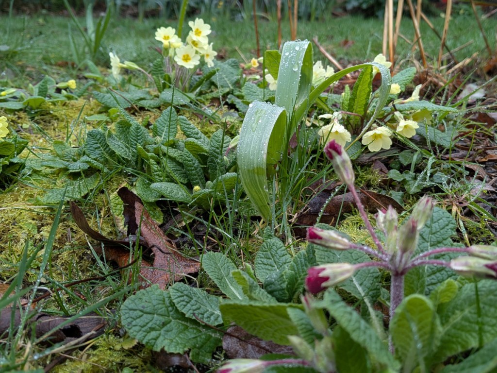 Some primula, with the beginnings of an alium growing through.