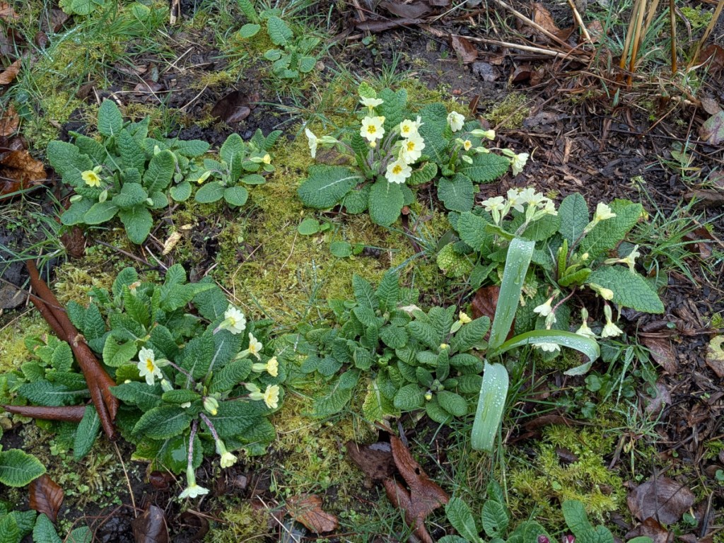A clump of yellow primroses. 