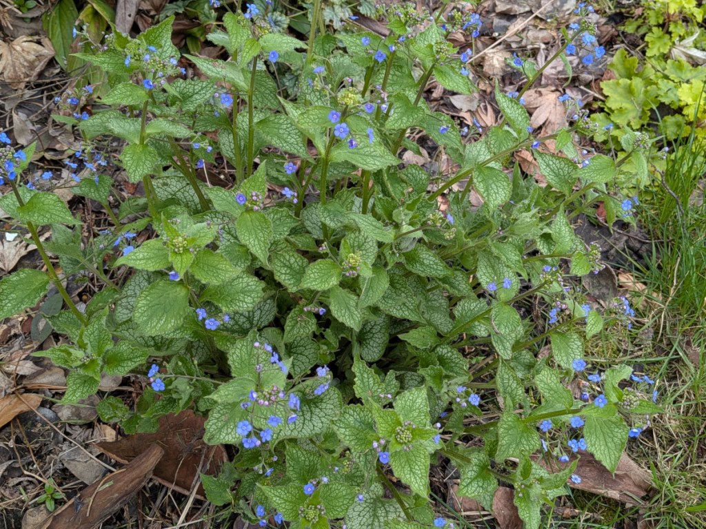 Freshly flowering brunnera