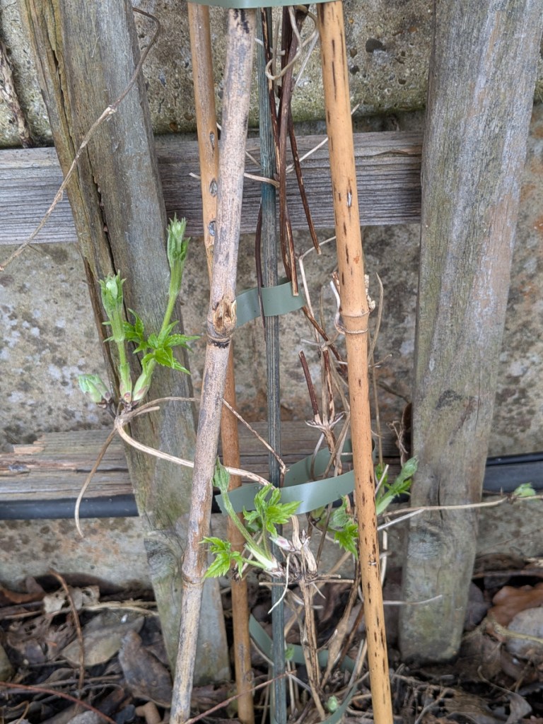 Clematis shoots