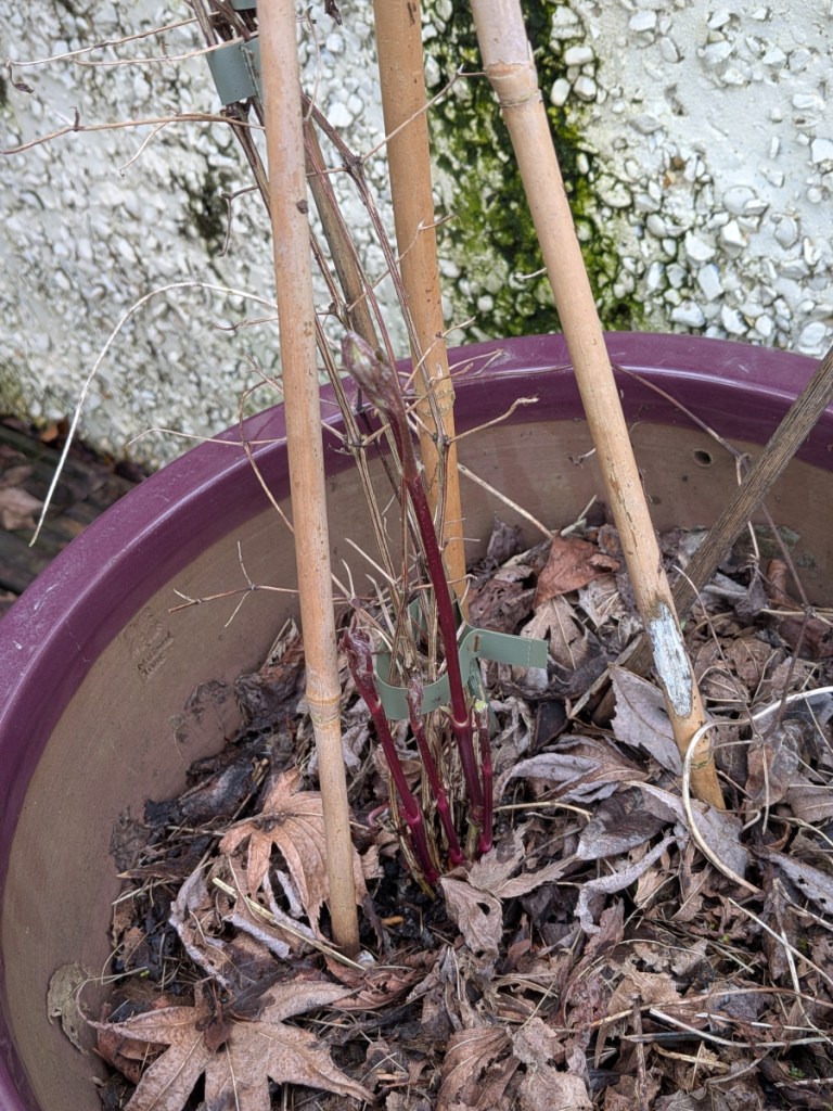 Clematis shoots