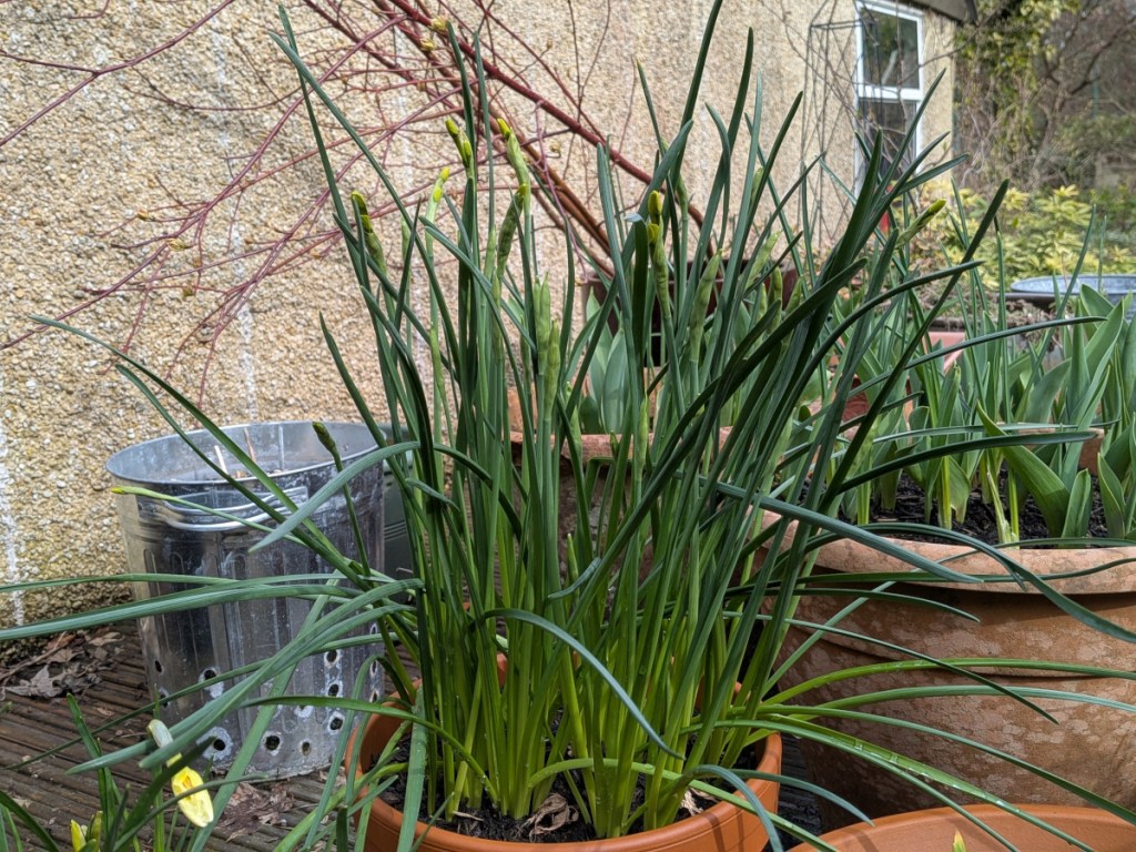 pot of daffs about to bloom