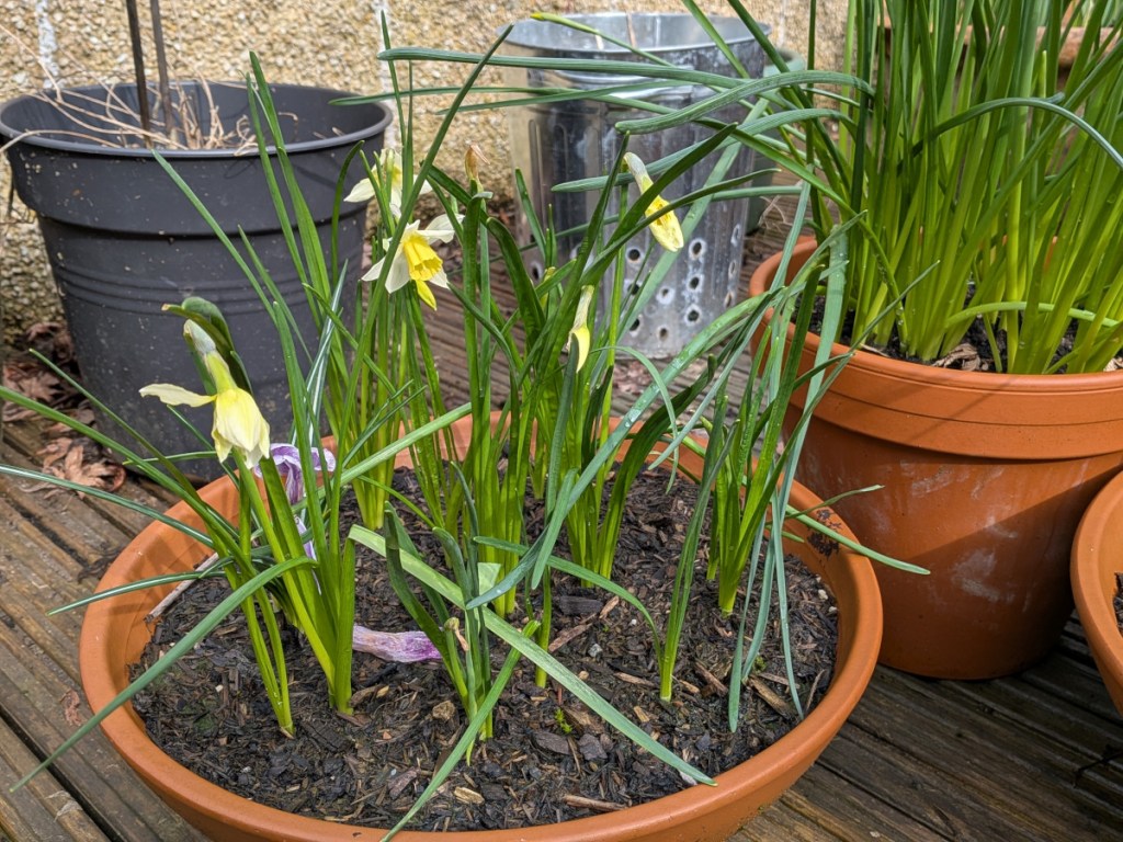 pot of daffs about to bloom