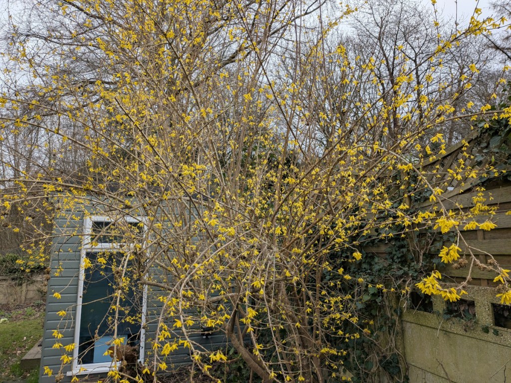 Forsythia in full bloom