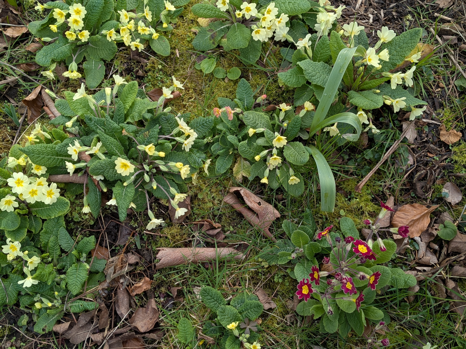 Primroses one pale red, the rest yellow