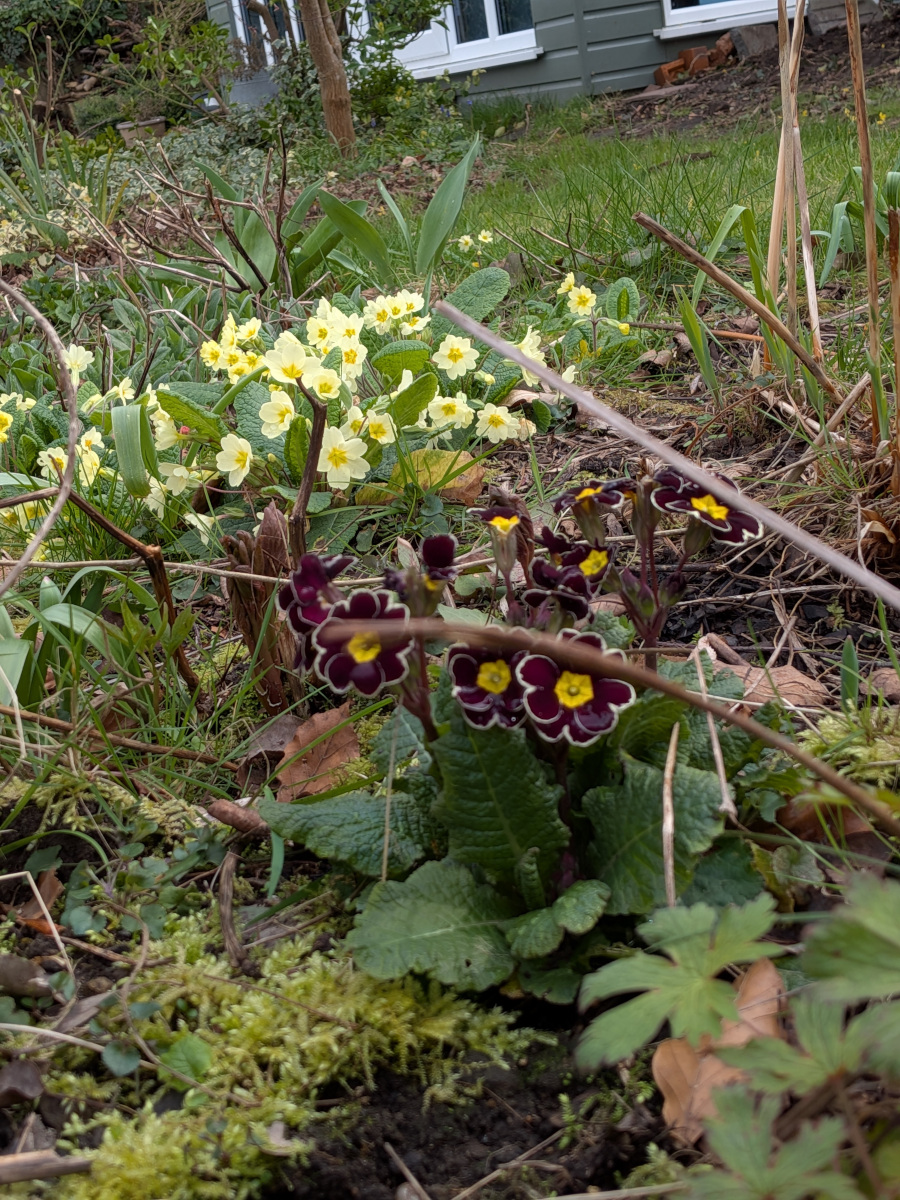 Primroses one deep red, the rest yellow