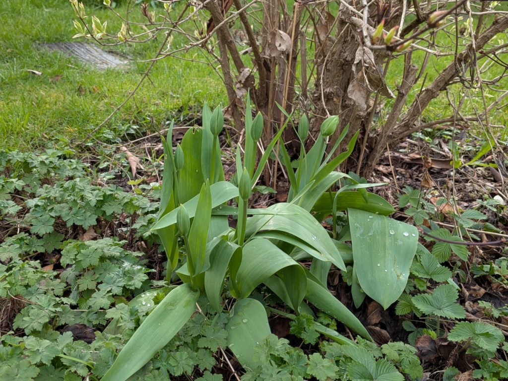 Tulips waiting to bloom