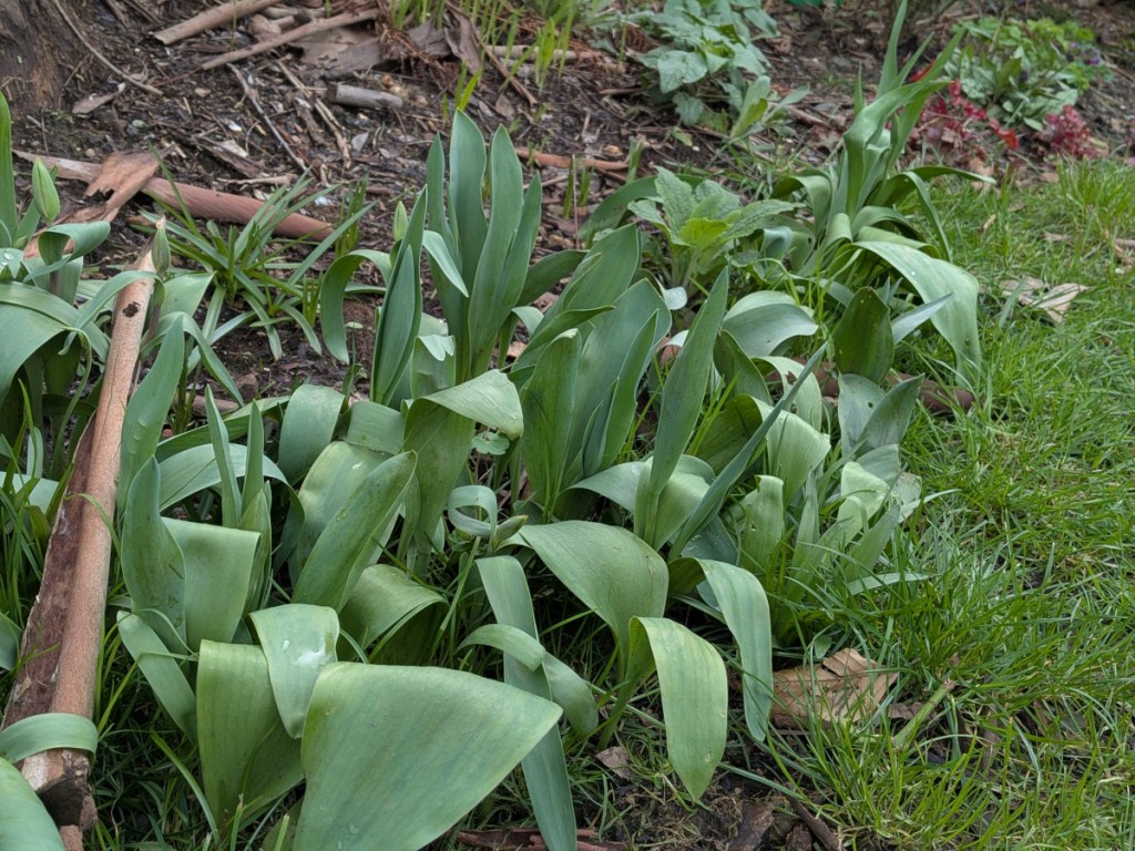 Tulips waiting to bloom