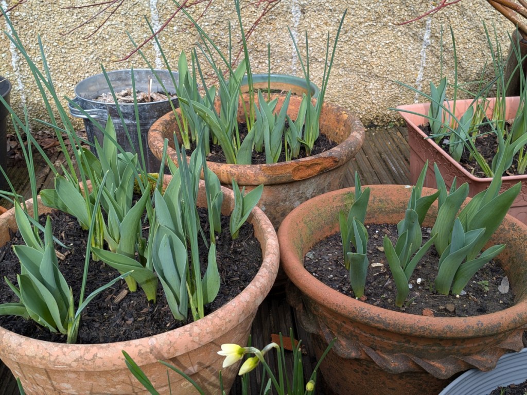 Tulips in pots waiting to bloom