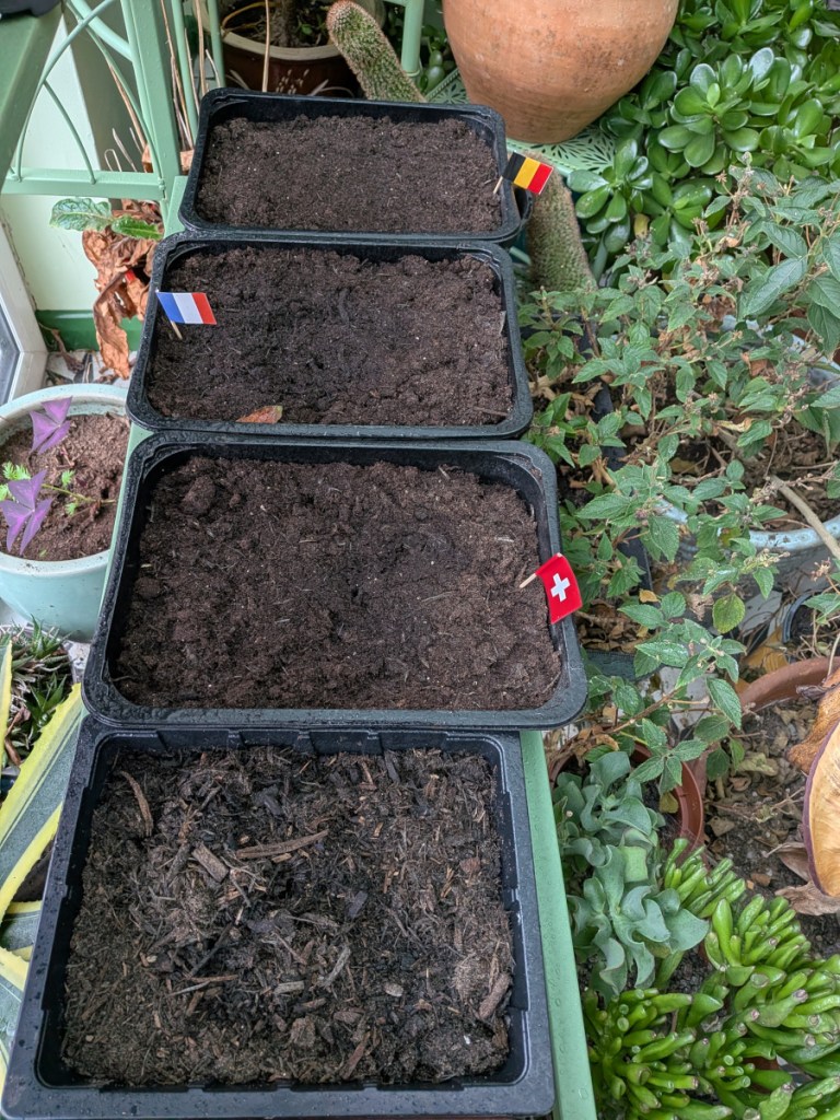 bare soil filled seed tray with country flags sticking out of it