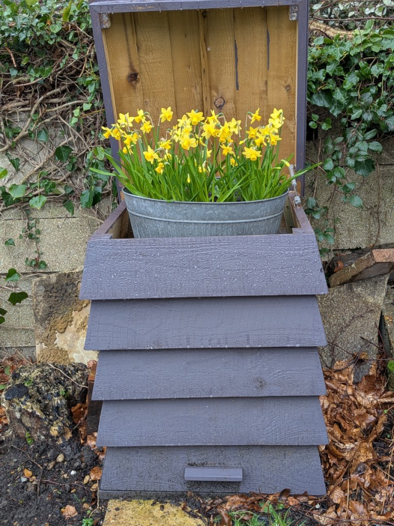 A beehive (that is really a compost bin,)with a metal trough of tete a tete daffodils sticking out of it. 