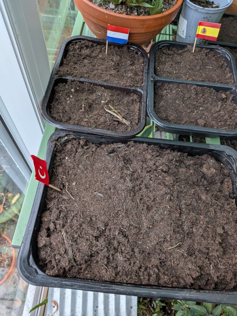 bare soil filled seed tray with country flags sticking out of it