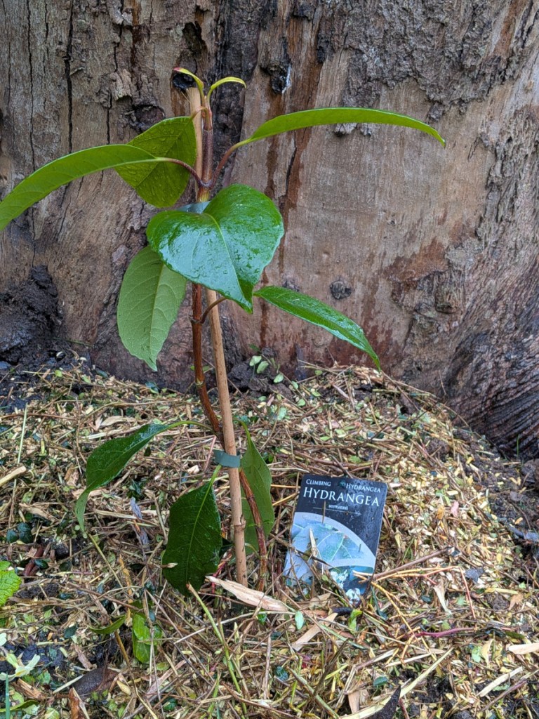 A picture of a small hydrangea seemannii freshly planted