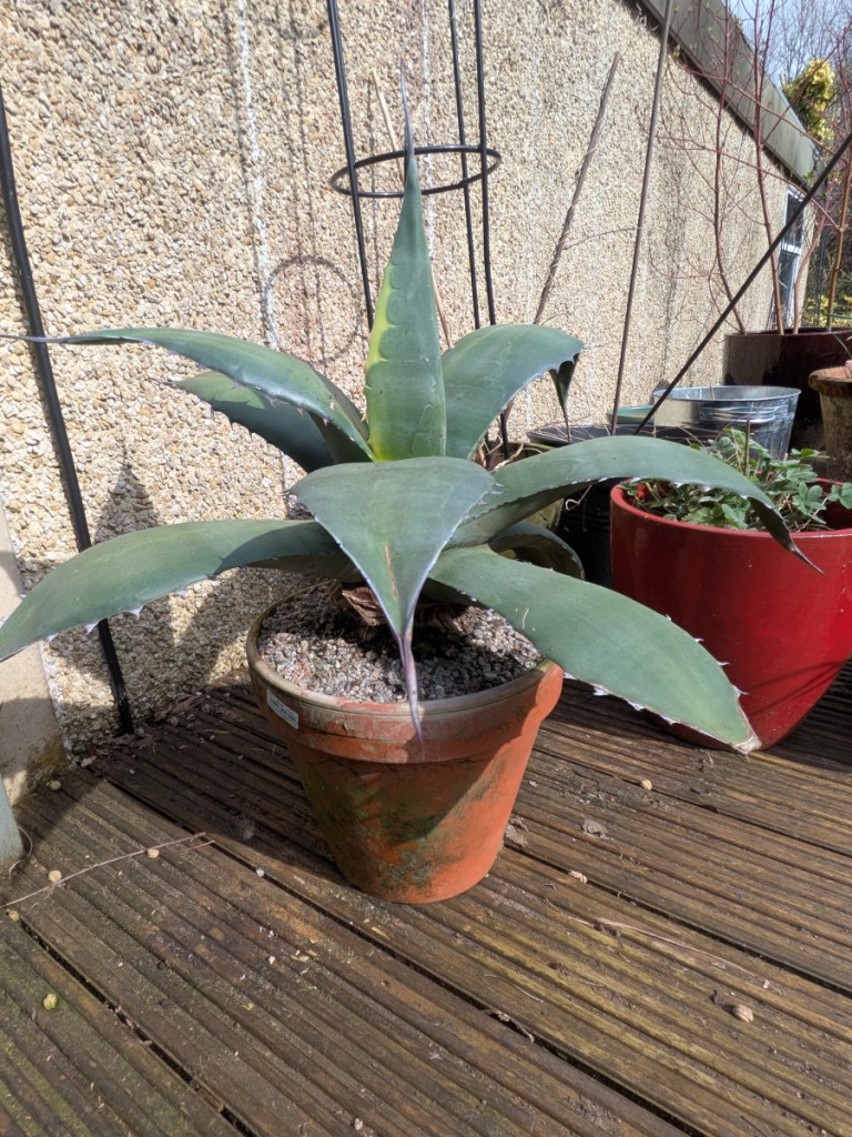 An agave standing in Spring Sunshine