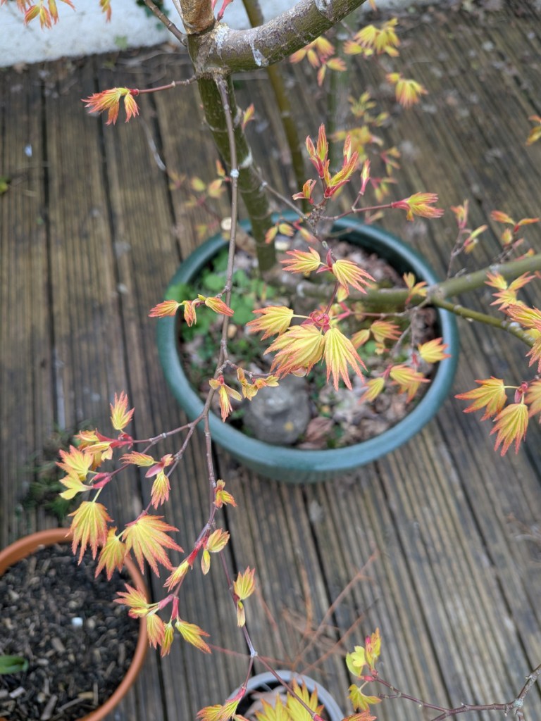 A green acer with read fringed leaves just starting to unfurl.