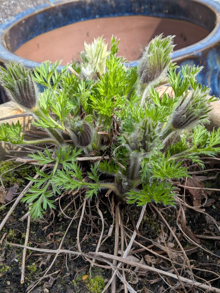 A Pulsatilla Vulgaris about to bloom.