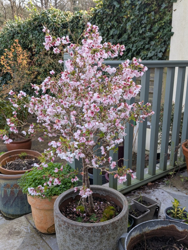 A miniature cherry in bloom and just edging towards finishing.