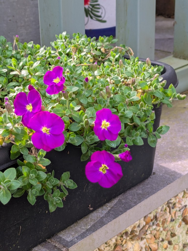 Aubretia popping in purple.