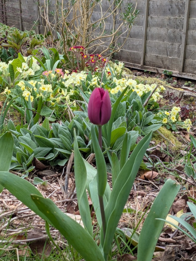 A deep red tulip in foreground with primroses in the back ground.