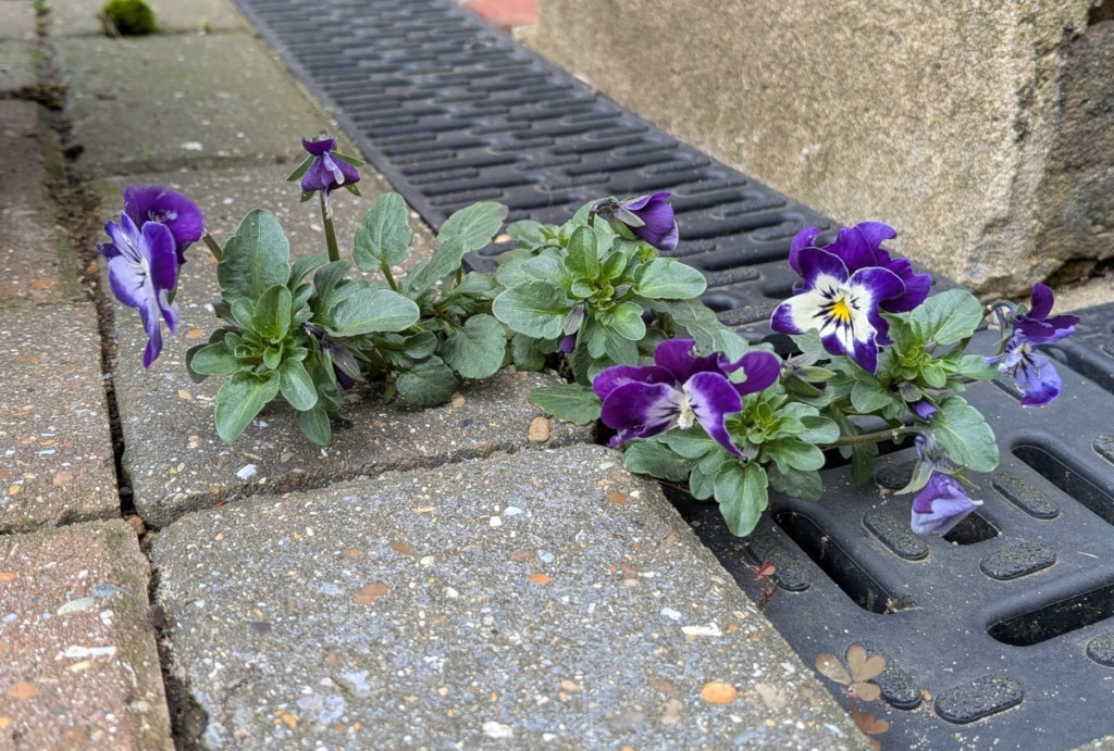Some pansies growring out of a drain culvert