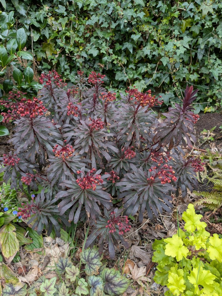 An almost blooming red euphorbia
