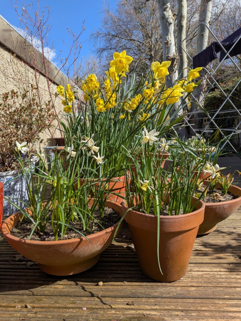 Pots of Daffodils