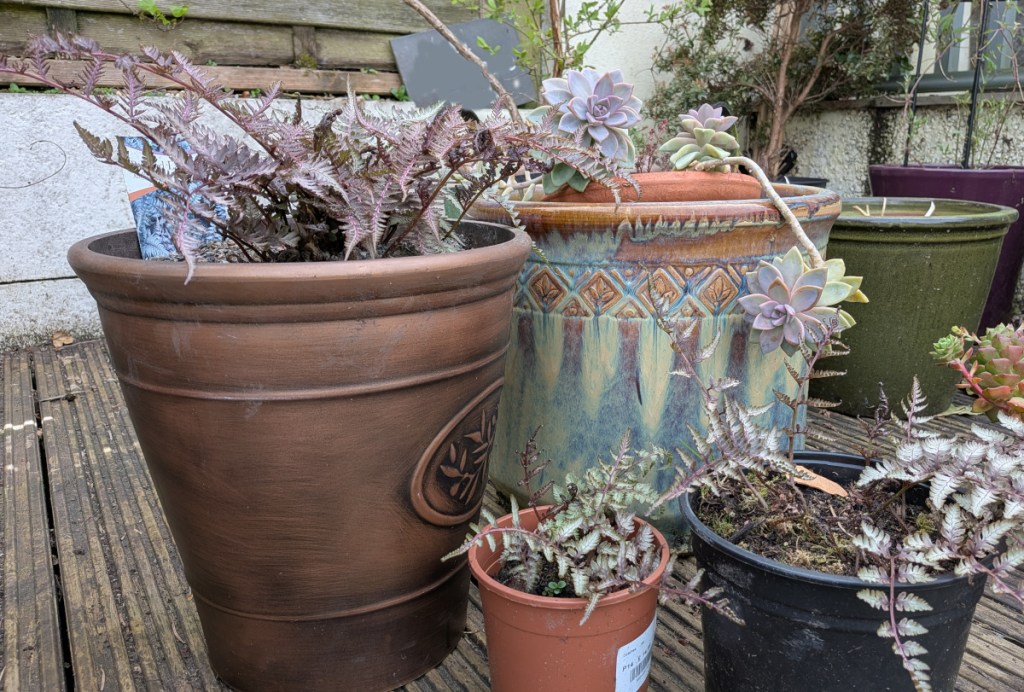 Silver grey ferns with a silver grey succulent