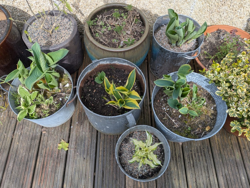 Hostas, currently uneaten, in pots