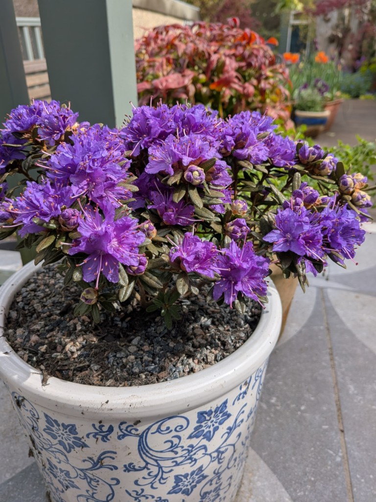 Purple miniature rhododenron.