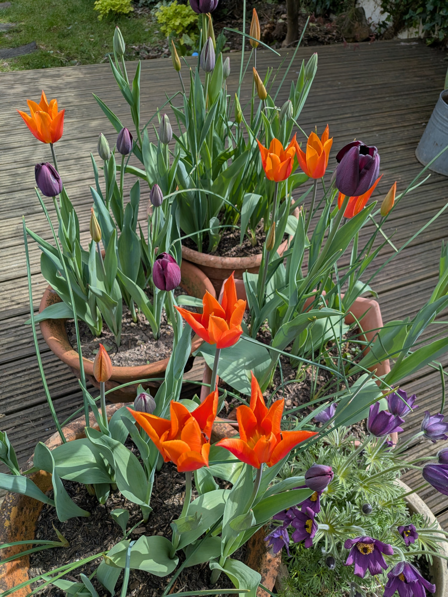 Orange tulips in bloom, with dark puple tulips in bud.