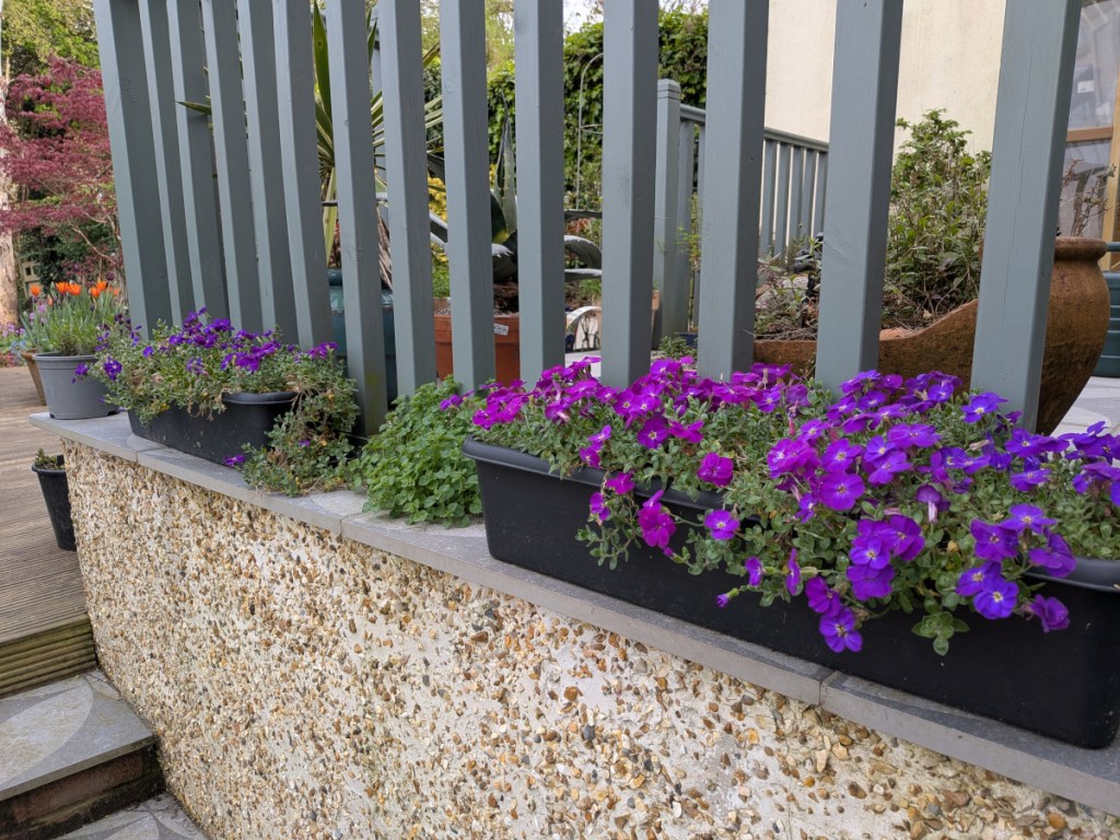 Aubretia in rectangular windowbox style pots.