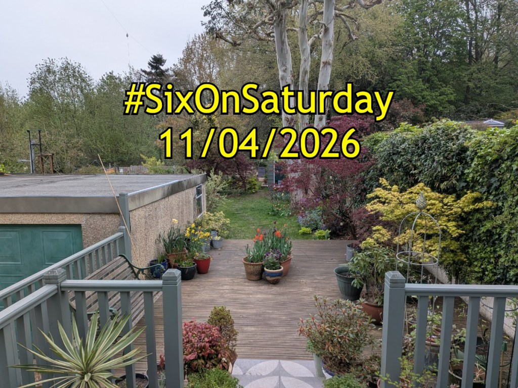 #sixonsaturday banner for 11/4/2026 with a garden backdrop.