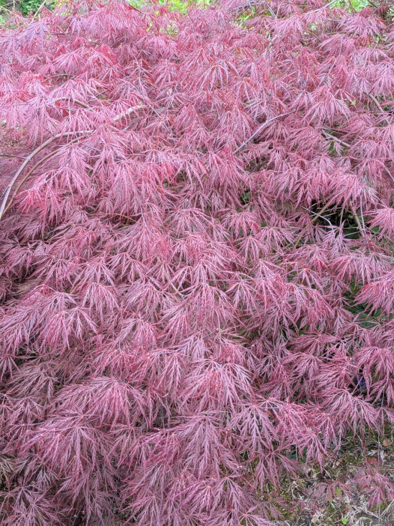 An acer palmatum with frondy leaves. 