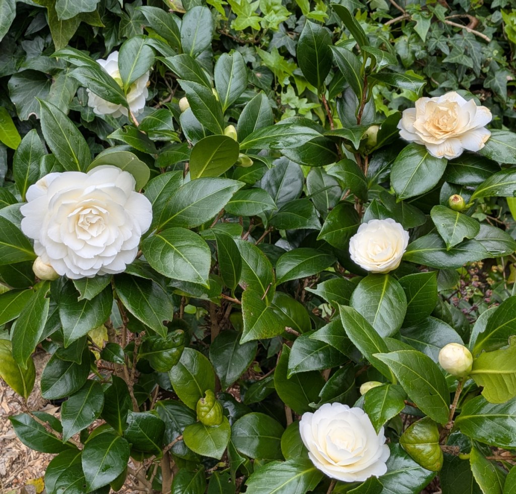 A White Camellia in bloom
