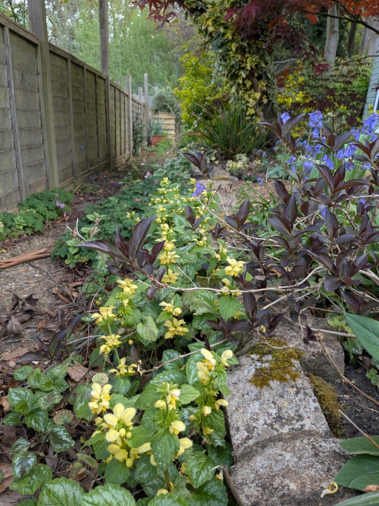 Yellow Archangel along a concrete path and brick wall. 