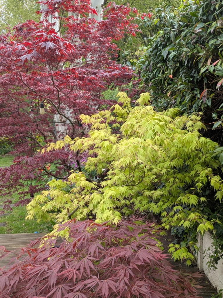 Three acers two red, one green in the middle. The closer two are in pots. 