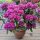 Growing the Shelves – May 2026 – PotsandPlots Avatar