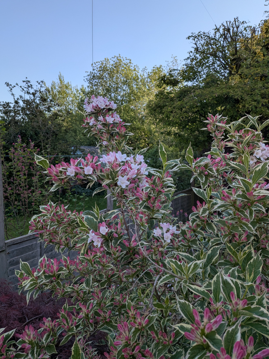 variegated weigelia