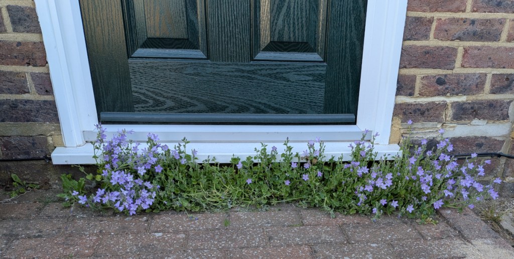 A front door step with a rampant campanula underneath it. 